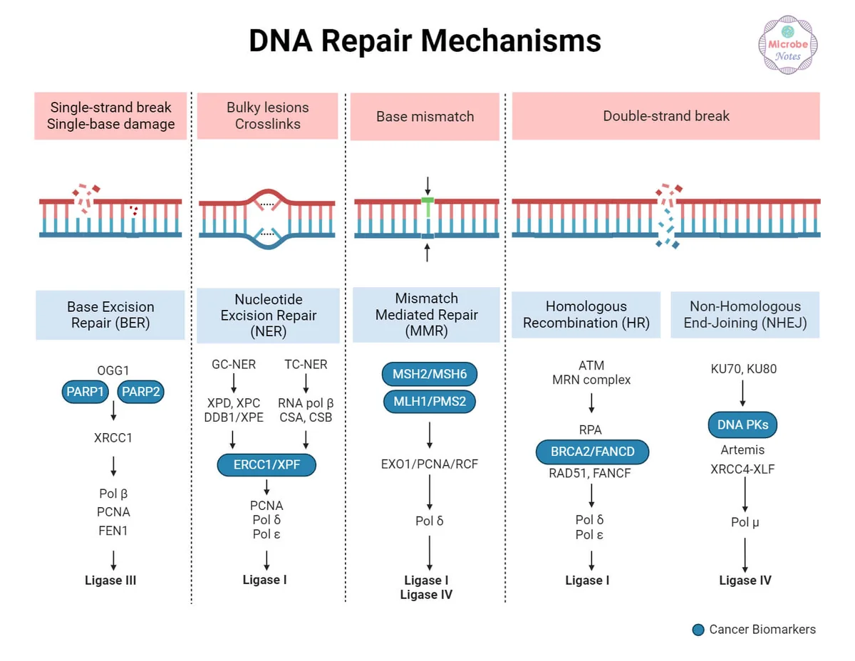 Repair DNA